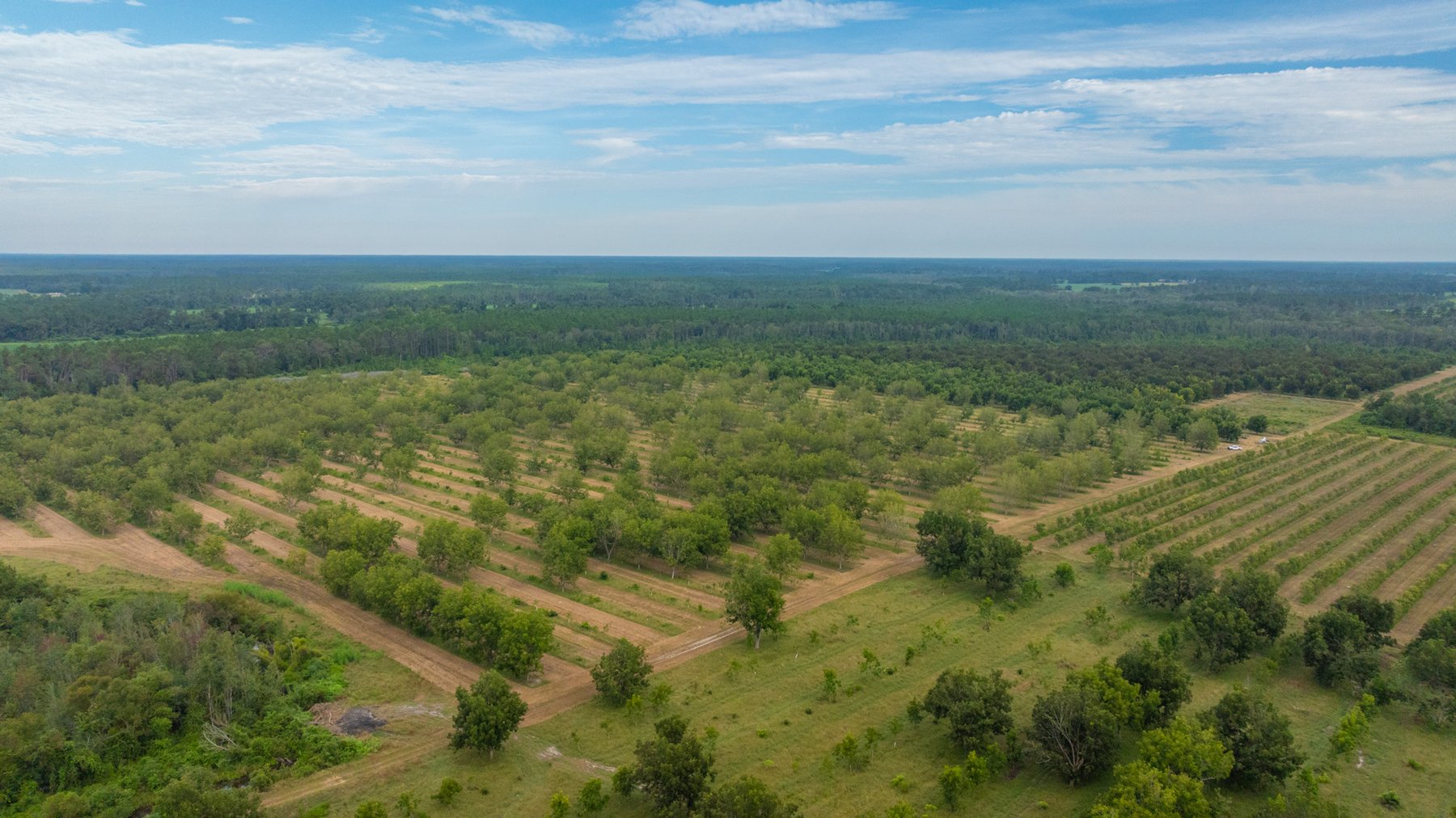 Image for 1,181± Acres - Patten Orchard - Premium Irrigated Pecan Operation - Long-Term Orchard Income w/ Improvements - Merchantable Timber Stand & Creek Frontage