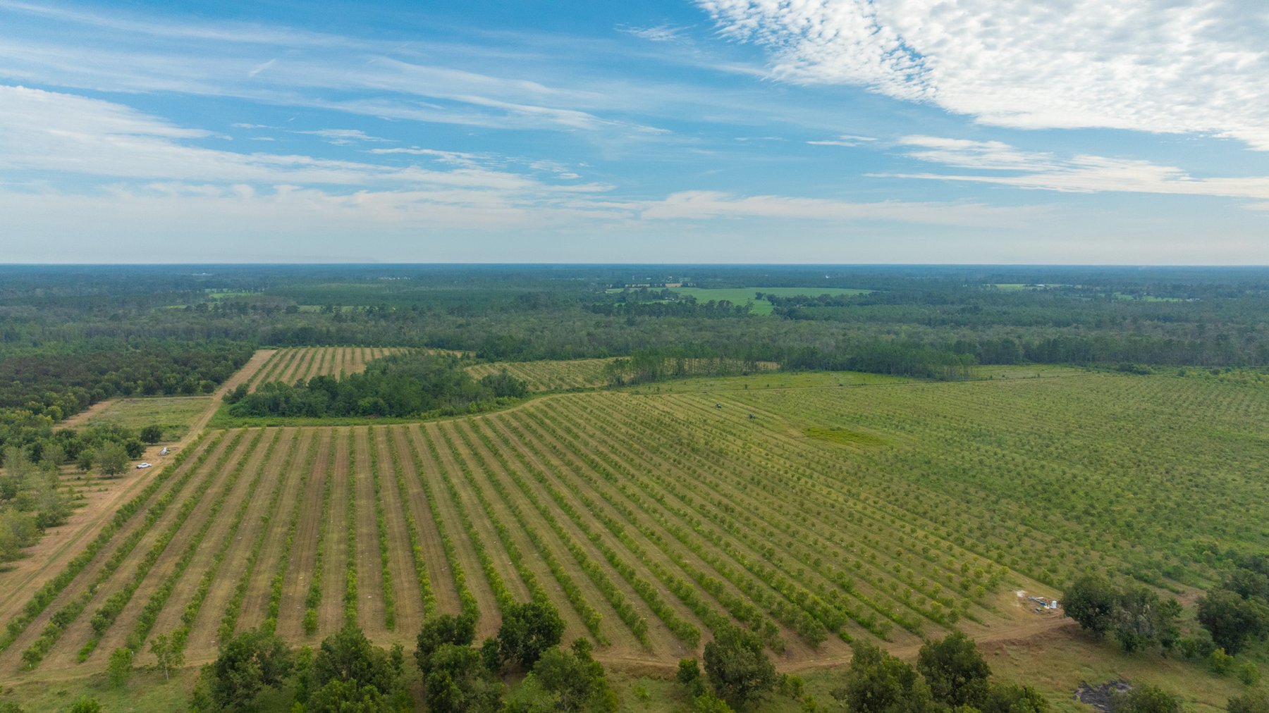 Image for 1,181± Acres - Patten Orchard - Premium Irrigated Pecan Operation - Long-Term Orchard Income w/ Improvements - Merchantable Timber Stand & Creek Frontage