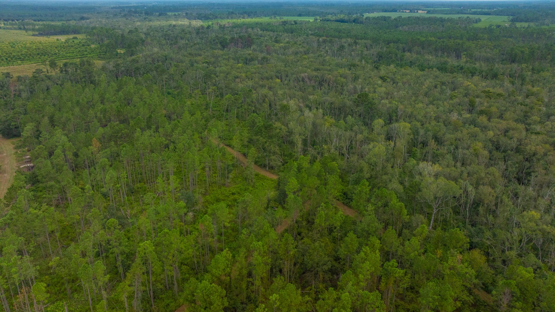 Image for 1,181± Acres - Patten Orchard - Premium Irrigated Pecan Operation - Long-Term Orchard Income w/ Improvements - Merchantable Timber Stand & Creek Frontage