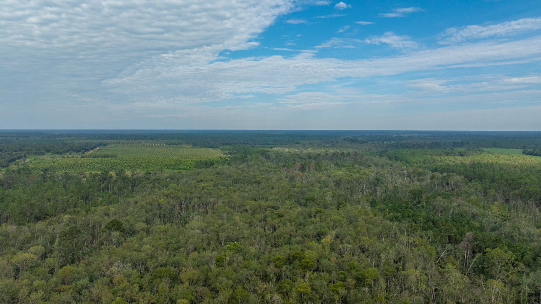 Image for 1,181± Acres - Patten Orchard - Premium Irrigated Pecan Operation - Long-Term Orchard Income w/ Improvements - Merchantable Timber Stand & Creek Frontage