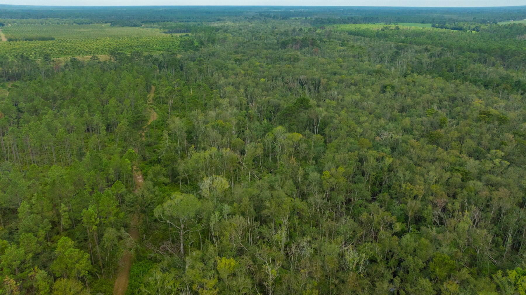 Image for 1,181± Acres - Patten Orchard - Premium Irrigated Pecan Operation - Long-Term Orchard Income w/ Improvements - Merchantable Timber Stand & Creek Frontage