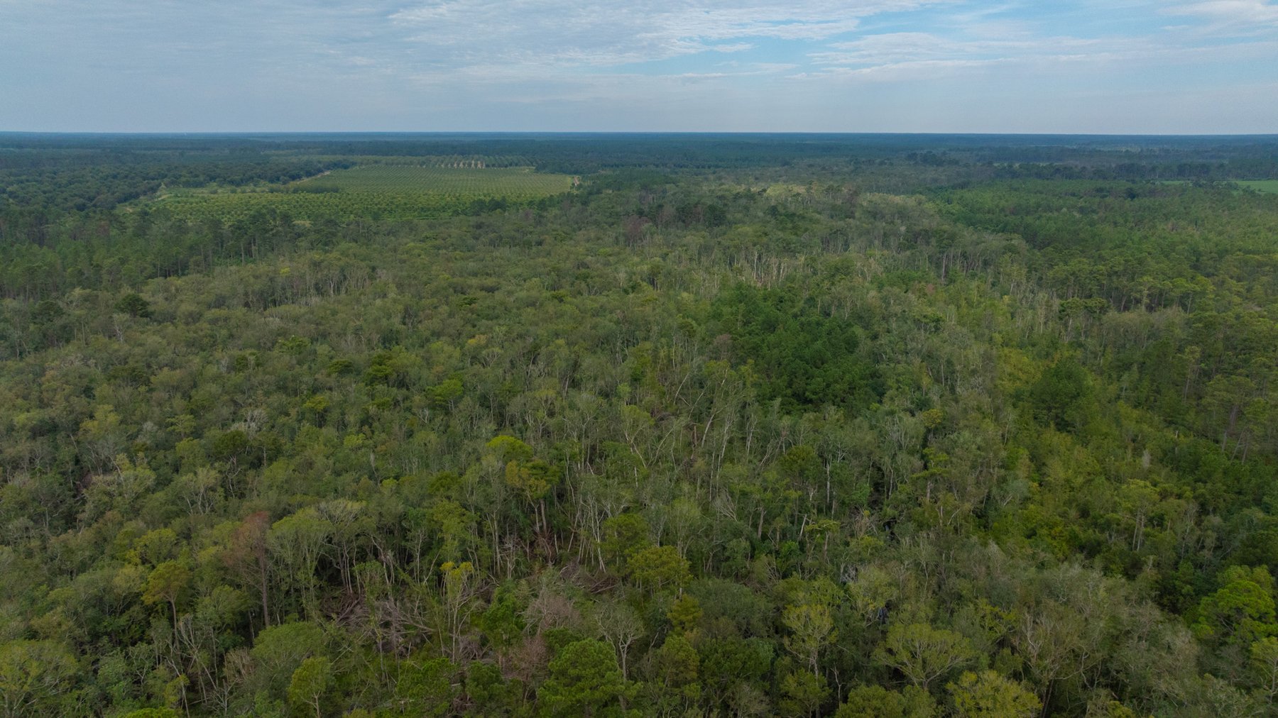 Image for 1,181± Acres - Patten Orchard - Premium Irrigated Pecan Operation - Long-Term Orchard Income w/ Improvements - Merchantable Timber Stand & Creek Frontage