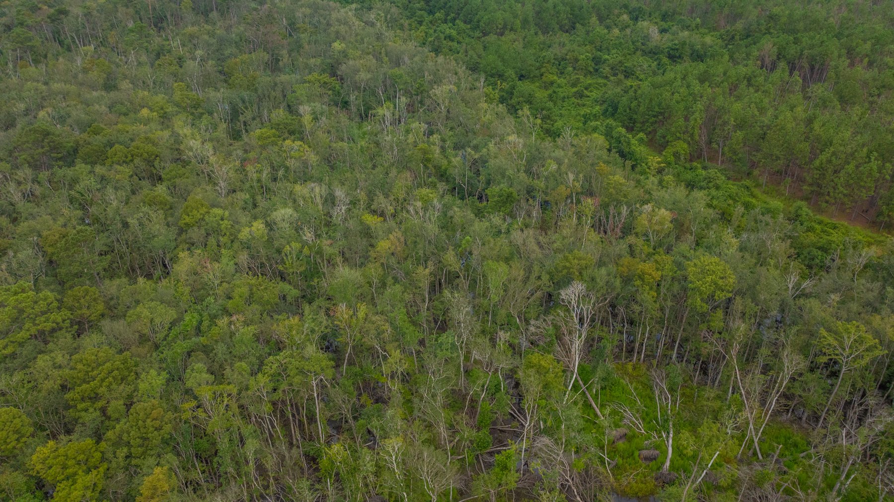 Image for 1,181± Acres - Patten Orchard - Premium Irrigated Pecan Operation - Long-Term Orchard Income w/ Improvements - Merchantable Timber Stand & Creek Frontage