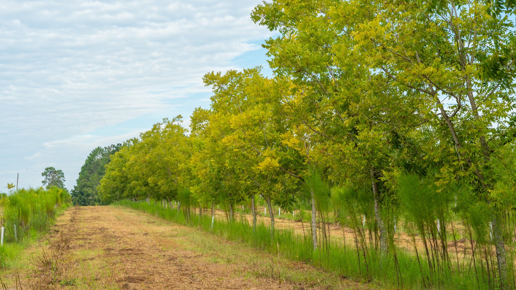 Image for 1,181± Acres - Patten Orchard - Premium Irrigated Pecan Operation - Long-Term Orchard Income w/ Improvements - Merchantable Timber Stand & Creek Frontage
