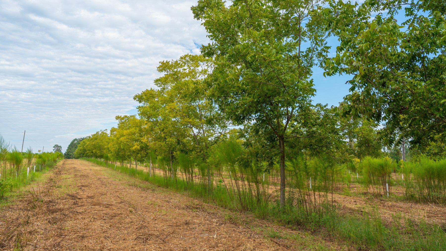 Image for 1,181± Acres - Patten Orchard - Premium Irrigated Pecan Operation - Long-Term Orchard Income w/ Improvements - Merchantable Timber Stand & Creek Frontage