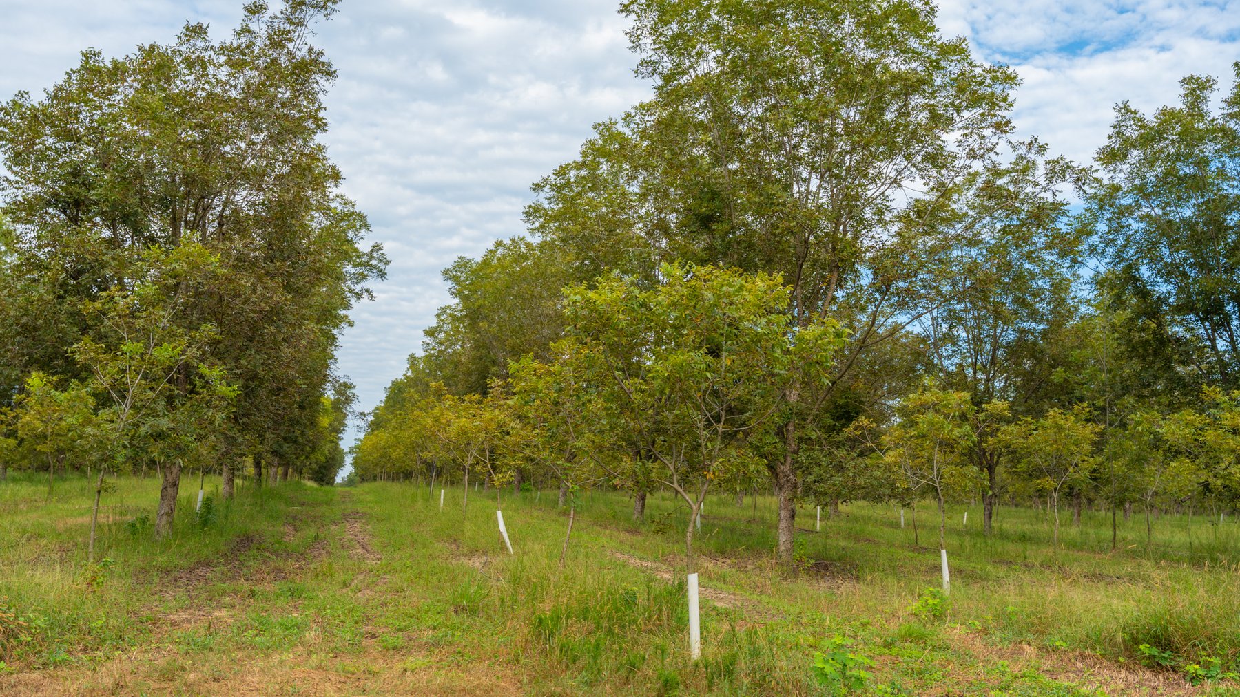 Image for 1,181± Acres - Patten Orchard - Premium Irrigated Pecan Operation - Long-Term Orchard Income w/ Improvements - Merchantable Timber Stand & Creek Frontage
