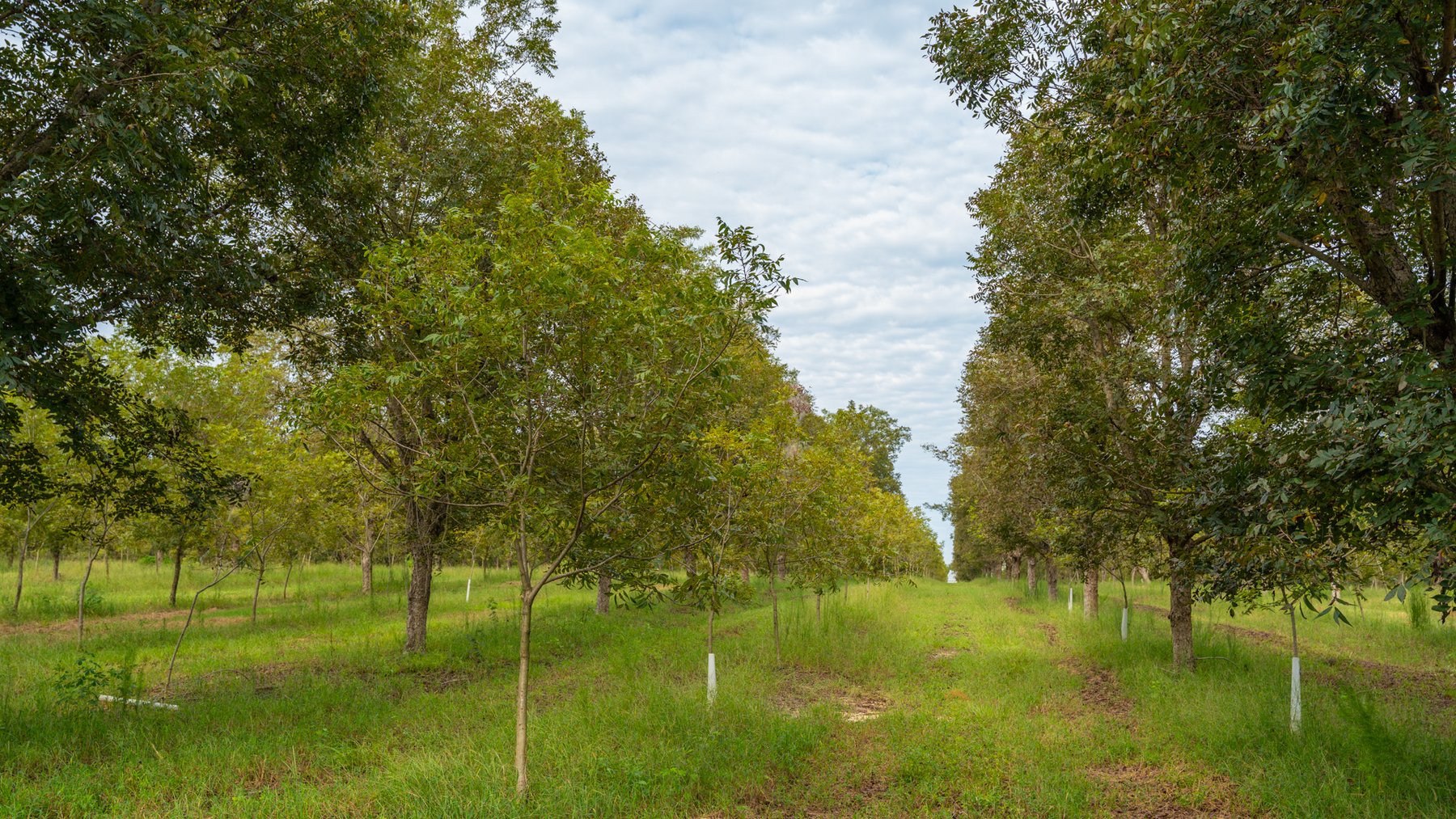 Image for 1,181± Acres - Patten Orchard - Premium Irrigated Pecan Operation - Long-Term Orchard Income w/ Improvements - Merchantable Timber Stand & Creek Frontage