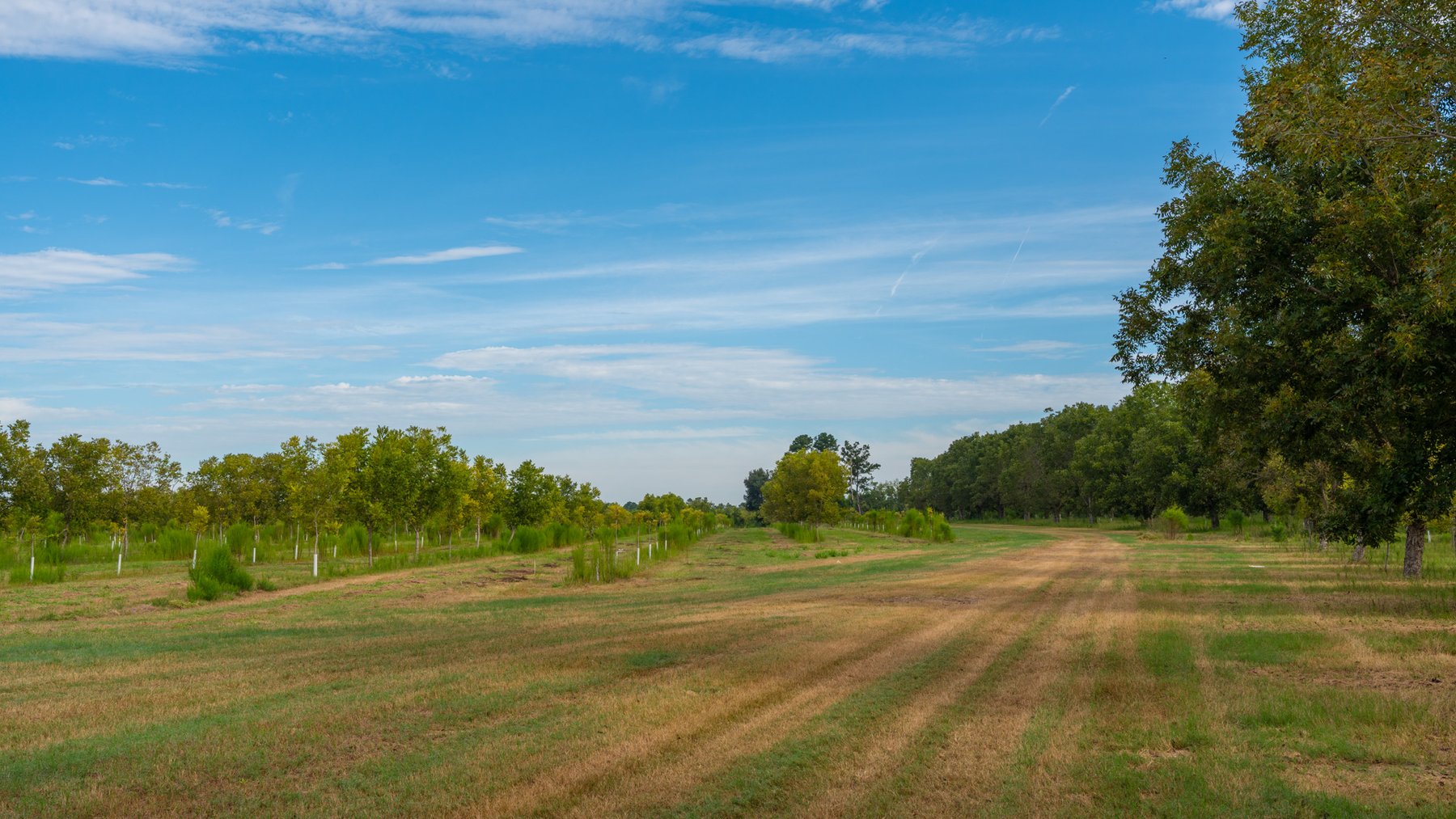 Image for 1,181± Acres - Patten Orchard - Premium Irrigated Pecan Operation - Long-Term Orchard Income w/ Improvements - Merchantable Timber Stand & Creek Frontage