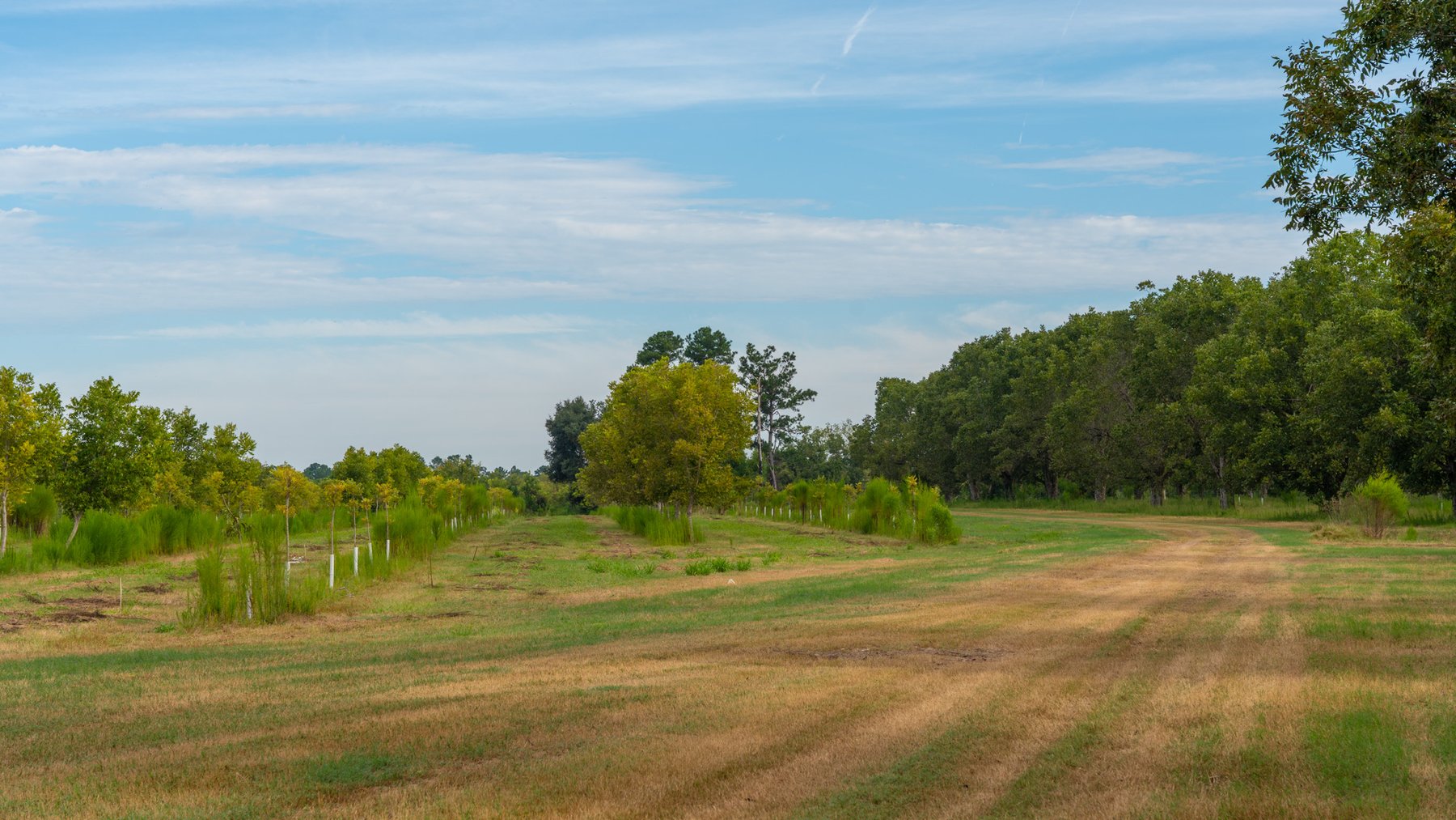 Image for 1,181± Acres - Patten Orchard - Premium Irrigated Pecan Operation - Long-Term Orchard Income w/ Improvements - Merchantable Timber Stand & Creek Frontage