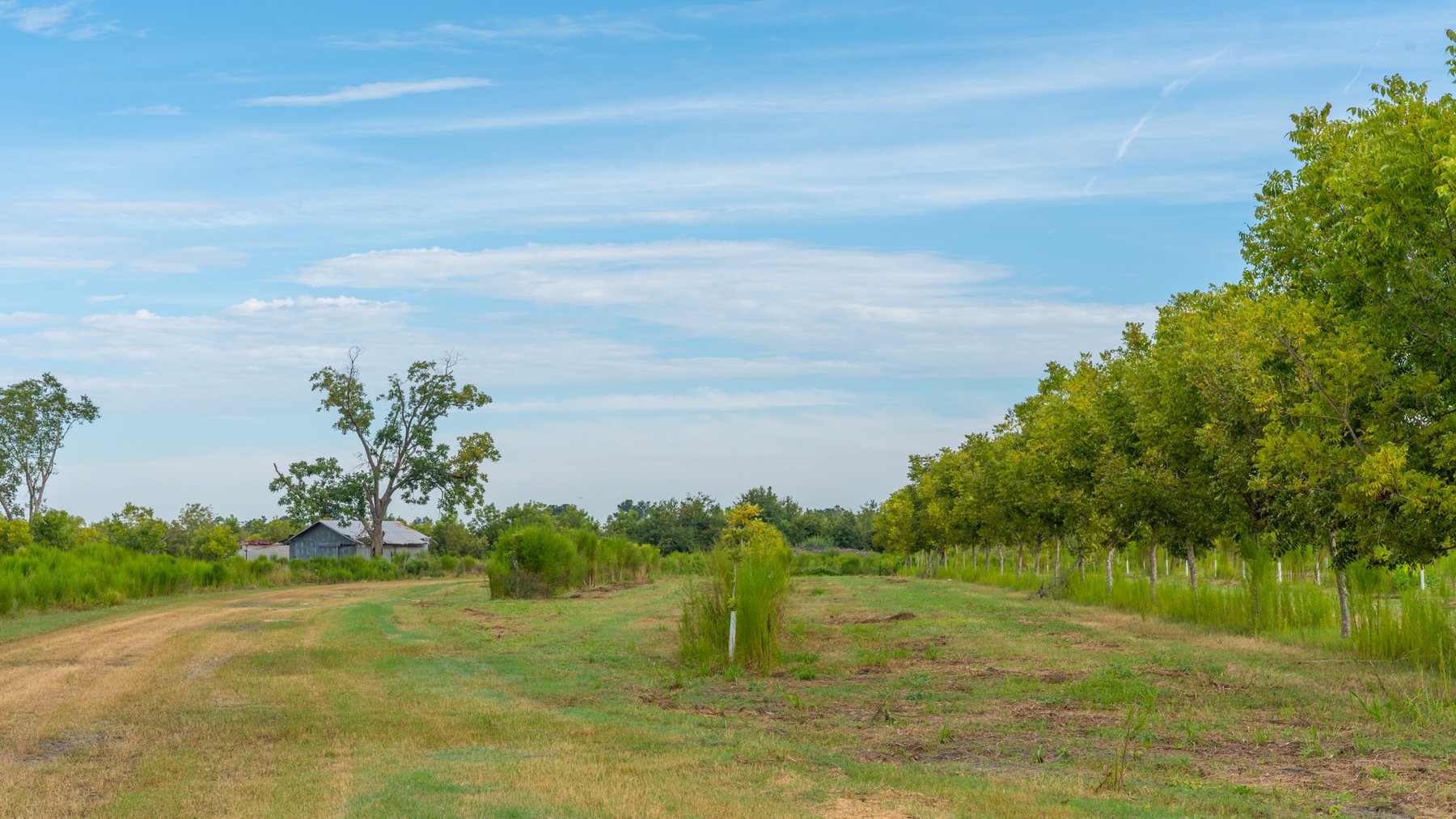 Image for 1,181± Acres - Patten Orchard - Premium Irrigated Pecan Operation - Long-Term Orchard Income w/ Improvements - Merchantable Timber Stand & Creek Frontage