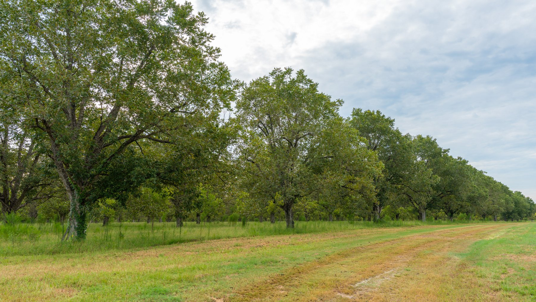 Image for 1,181± Acres - Patten Orchard - Premium Irrigated Pecan Operation - Long-Term Orchard Income w/ Improvements - Merchantable Timber Stand & Creek Frontage