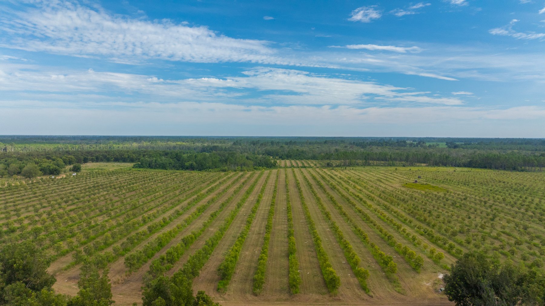 Image for 1,181± Acres - Patten Orchard - Premium Irrigated Pecan Operation - Long-Term Orchard Income w/ Improvements - Merchantable Timber Stand & Creek Frontage