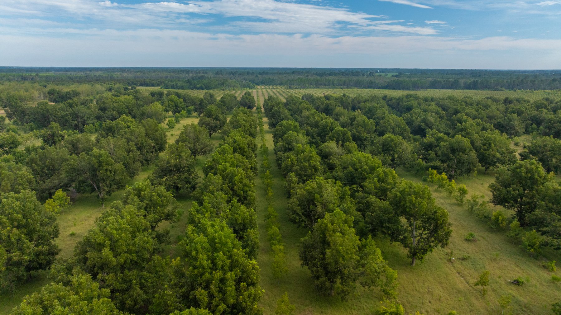 Image for 1,181± Acres - Patten Orchard - Premium Irrigated Pecan Operation - Long-Term Orchard Income w/ Improvements - Merchantable Timber Stand & Creek Frontage