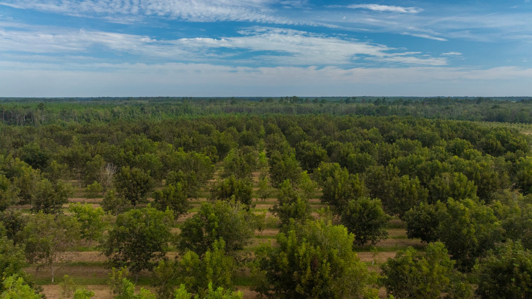 Image for 1,181± Acres - Patten Orchard - Premium Irrigated Pecan Operation - Long-Term Orchard Income w/ Improvements - Merchantable Timber Stand & Creek Frontage