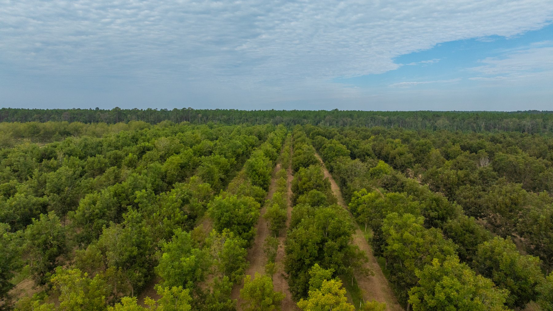 Image for 1,181± Acres - Patten Orchard - Premium Irrigated Pecan Operation - Long-Term Orchard Income w/ Improvements - Merchantable Timber Stand & Creek Frontage