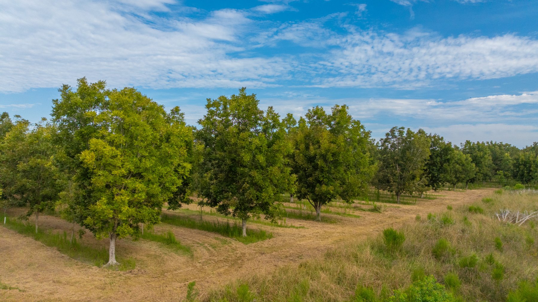 Image for 1,181± Acres - Patten Orchard - Premium Irrigated Pecan Operation - Long-Term Orchard Income w/ Improvements - Merchantable Timber Stand & Creek Frontage