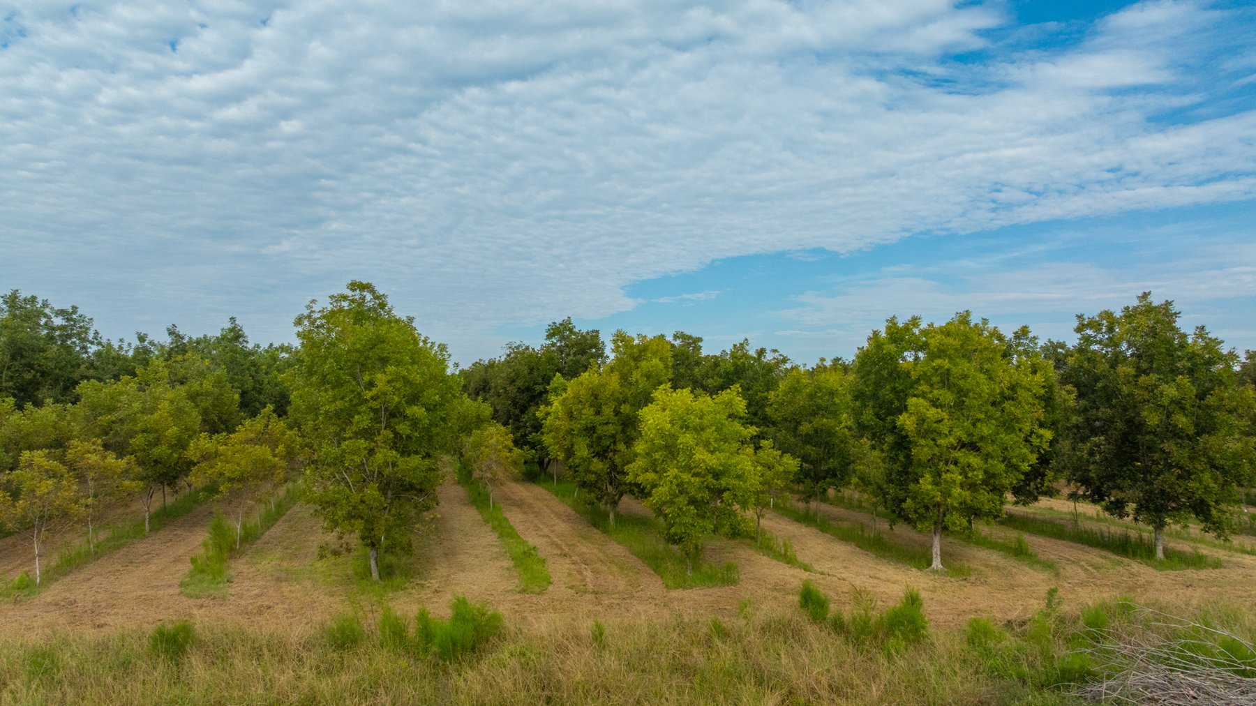 Image for 1,181± Acres - Patten Orchard - Premium Irrigated Pecan Operation - Long-Term Orchard Income w/ Improvements - Merchantable Timber Stand & Creek Frontage