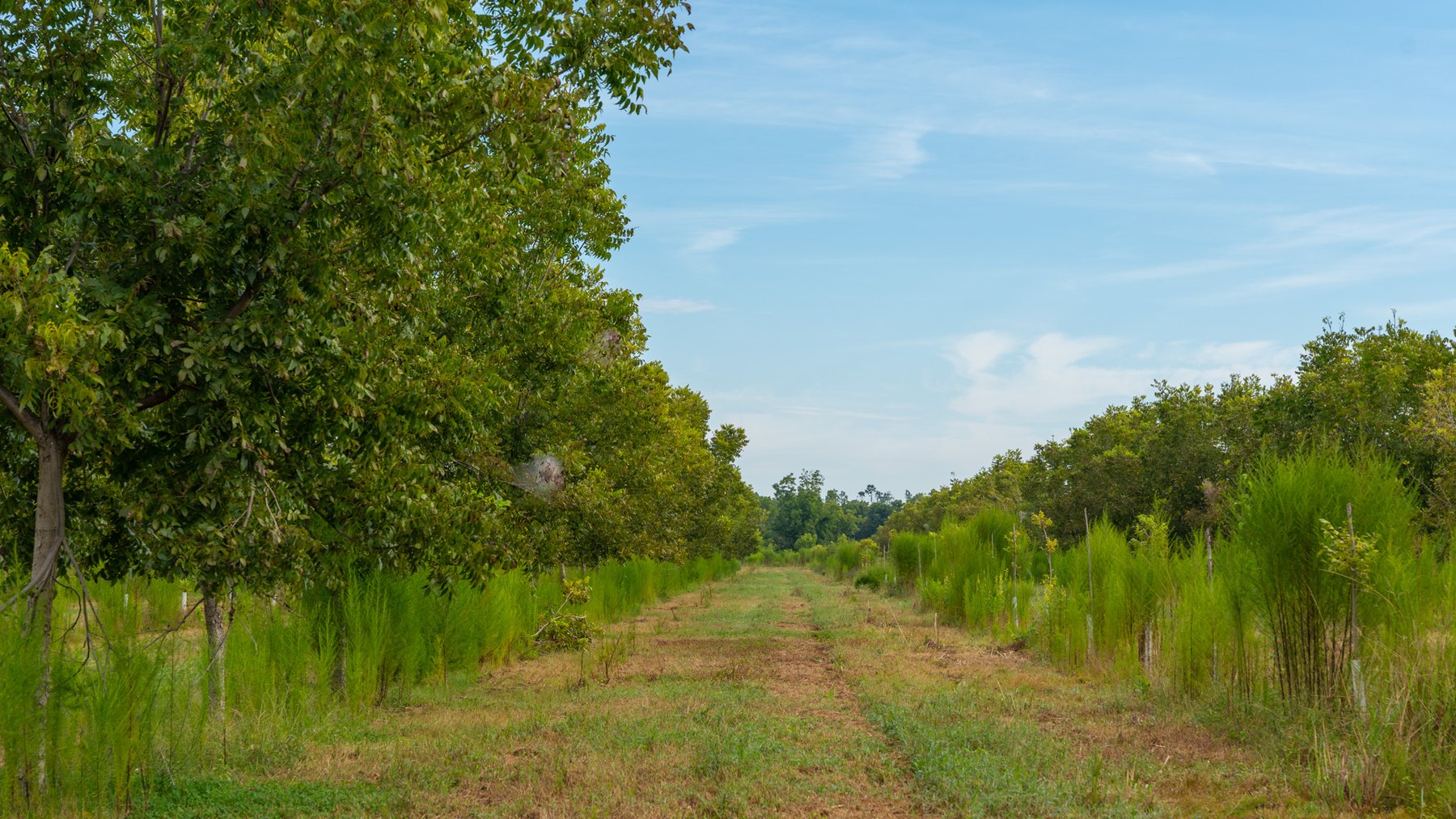 Image for 1,181± Acres - Patten Orchard - Premium Irrigated Pecan Operation - Long-Term Orchard Income w/ Improvements - Merchantable Timber Stand & Creek Frontage