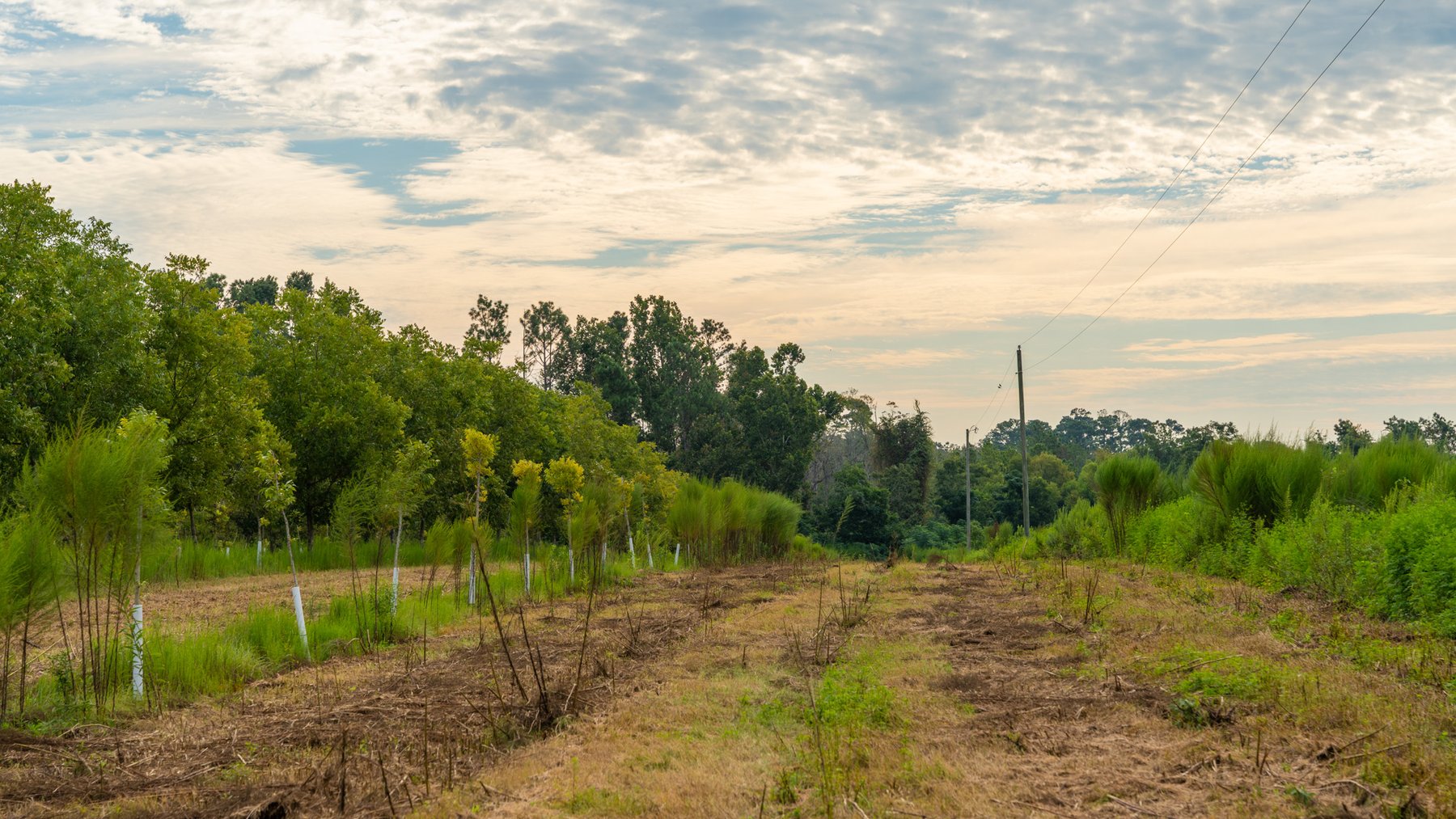 Image for 1,181± Acres - Patten Orchard - Premium Irrigated Pecan Operation - Long-Term Orchard Income w/ Improvements - Merchantable Timber Stand & Creek Frontage