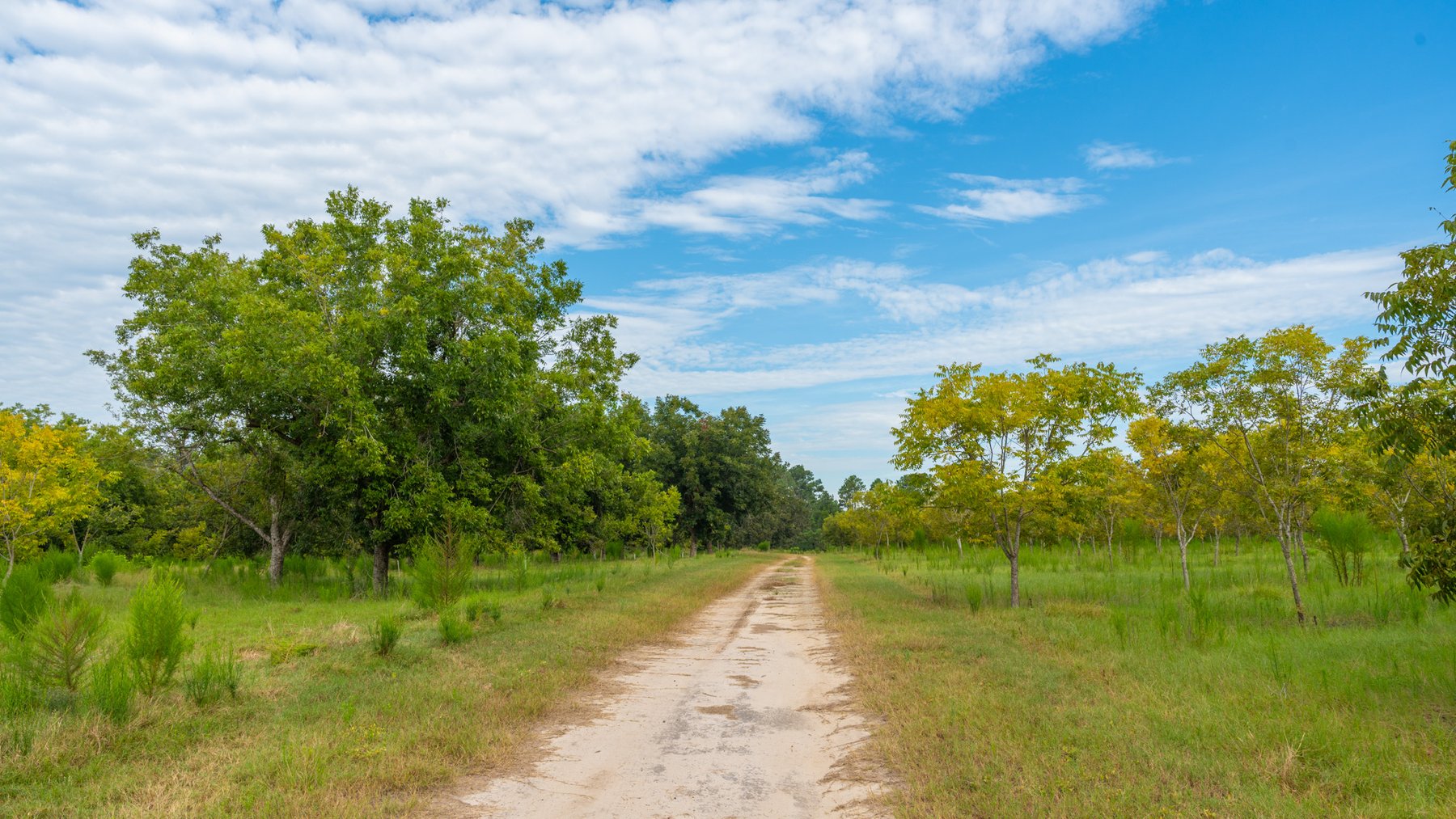 Image for 1,181± Acres - Patten Orchard - Premium Irrigated Pecan Operation - Long-Term Orchard Income w/ Improvements - Merchantable Timber Stand & Creek Frontage