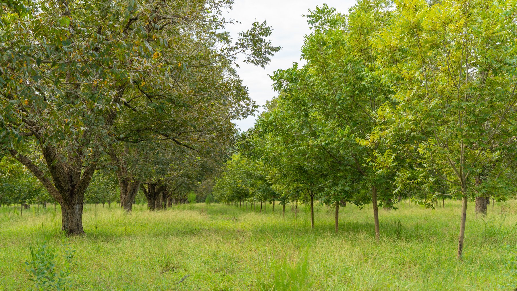 Image for 1,181± Acres - Patten Orchard - Premium Irrigated Pecan Operation - Long-Term Orchard Income w/ Improvements - Merchantable Timber Stand & Creek Frontage