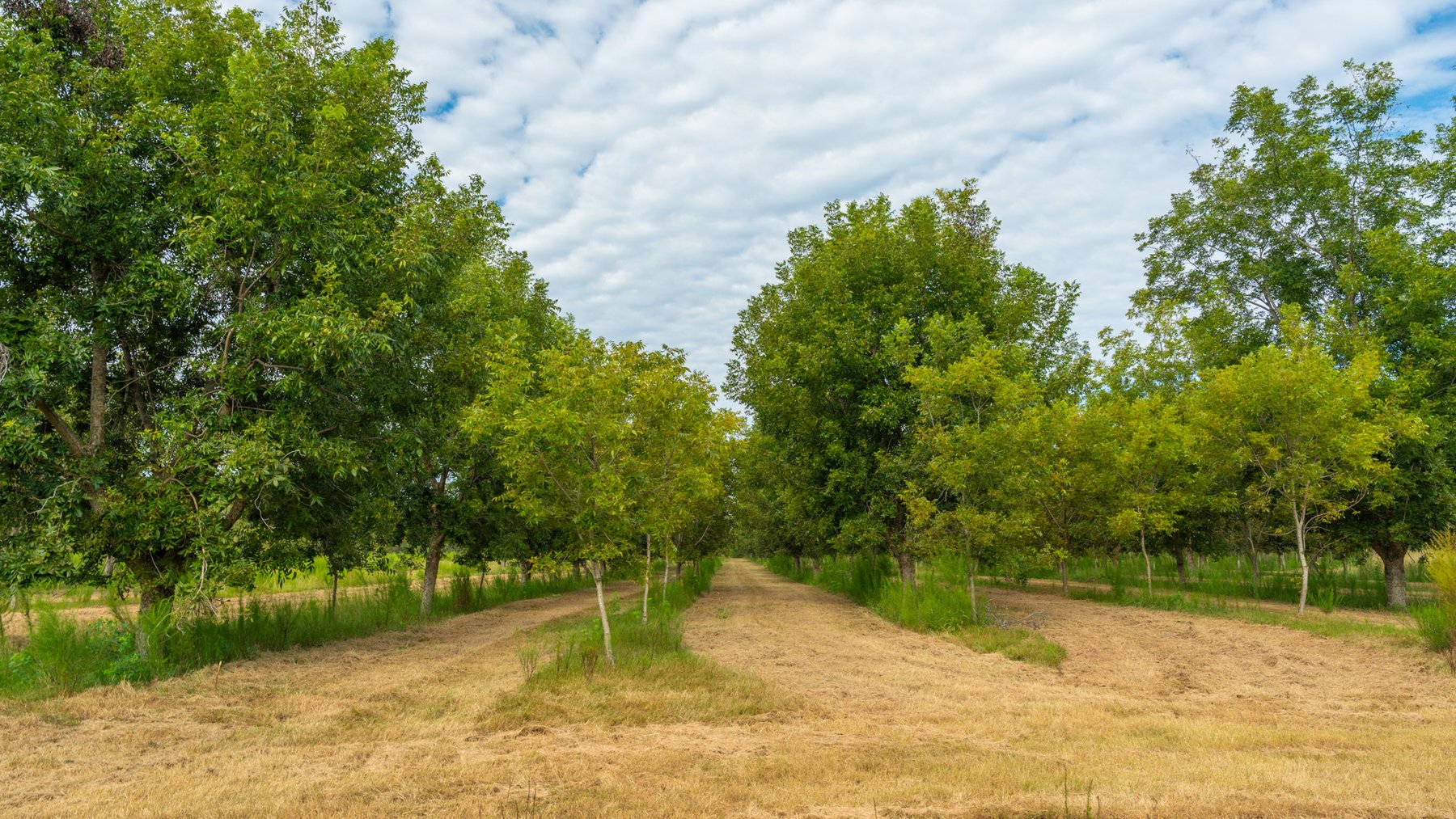 Image for 1,181± Acres - Patten Orchard - Premium Irrigated Pecan Operation - Long-Term Orchard Income w/ Improvements - Merchantable Timber Stand & Creek Frontage