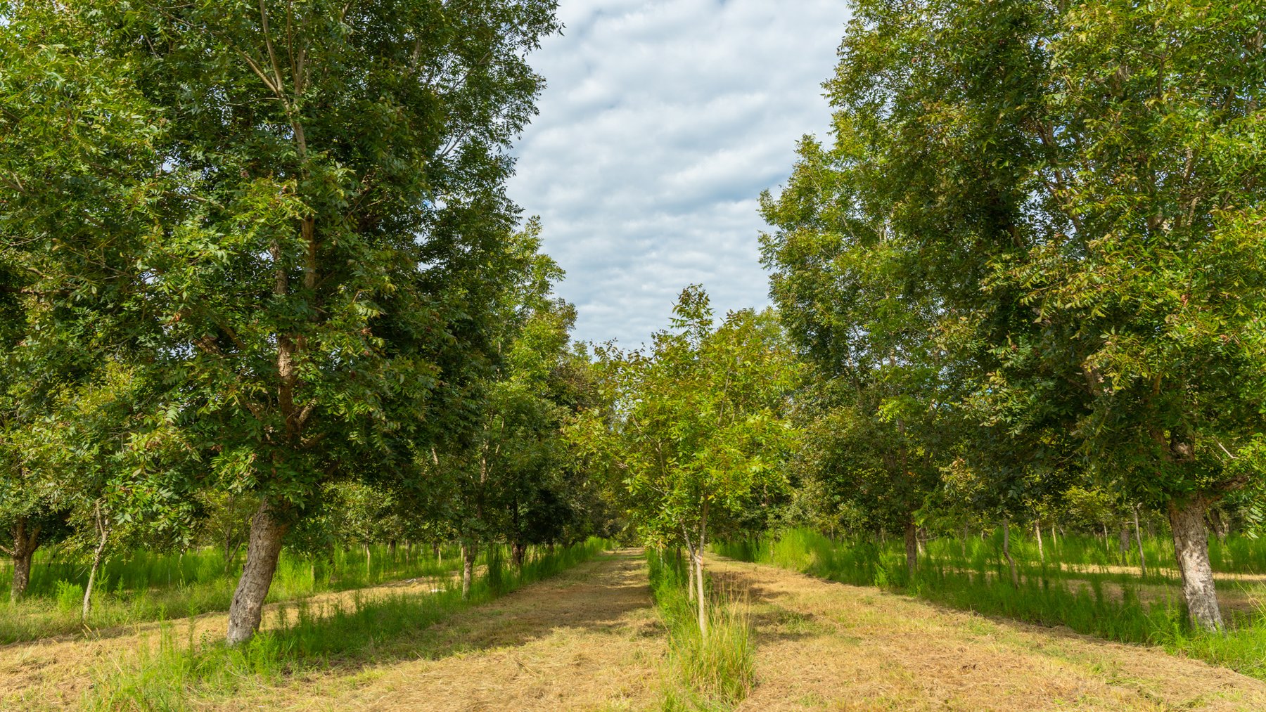 Image for 1,181± Acres - Patten Orchard - Premium Irrigated Pecan Operation - Long-Term Orchard Income w/ Improvements - Merchantable Timber Stand & Creek Frontage