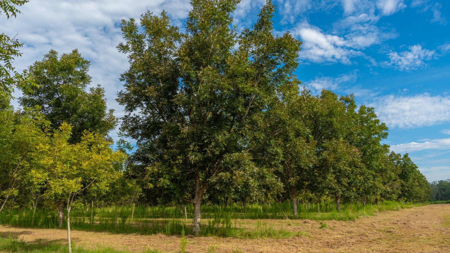 Image for 1,181± Acres - Patten Orchard - Premium Irrigated Pecan Operation - Long-Term Orchard Income w/ Improvements - Merchantable Timber Stand & Creek Frontage