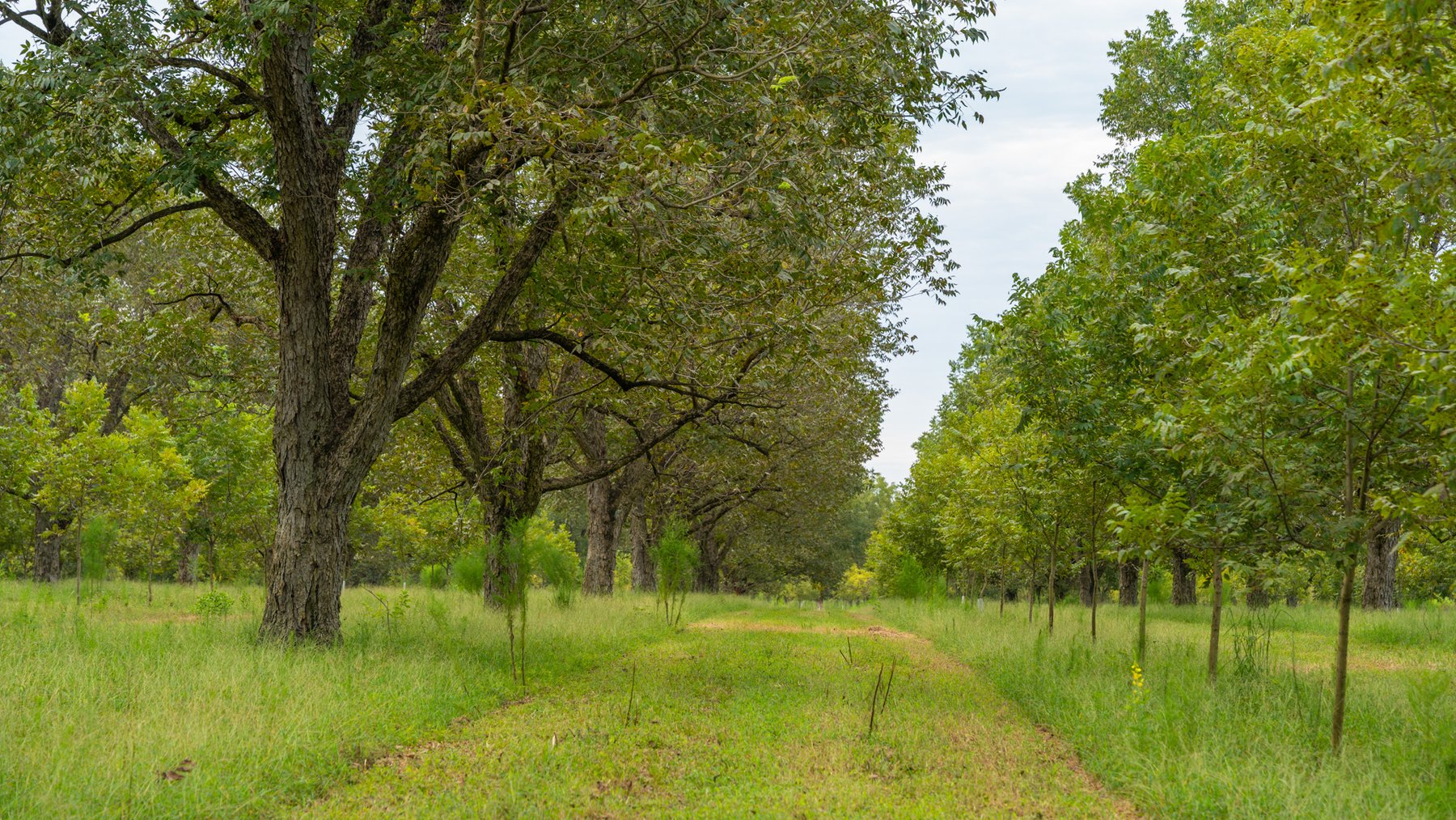 Image for 1,181± Acres - Patten Orchard - Premium Irrigated Pecan Operation - Long-Term Orchard Income w/ Improvements - Merchantable Timber Stand & Creek Frontage