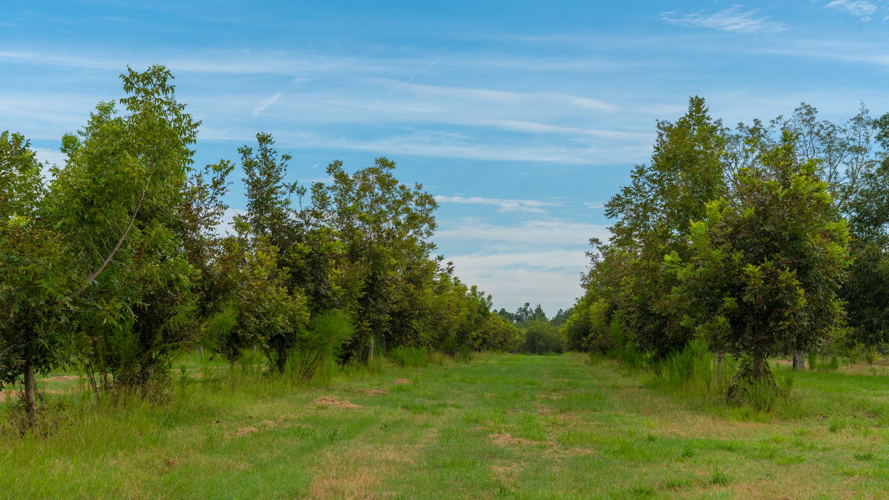 Image for 1,181± Acres - Patten Orchard - Premium Irrigated Pecan Operation - Long-Term Orchard Income w/ Improvements - Merchantable Timber Stand & Creek Frontage