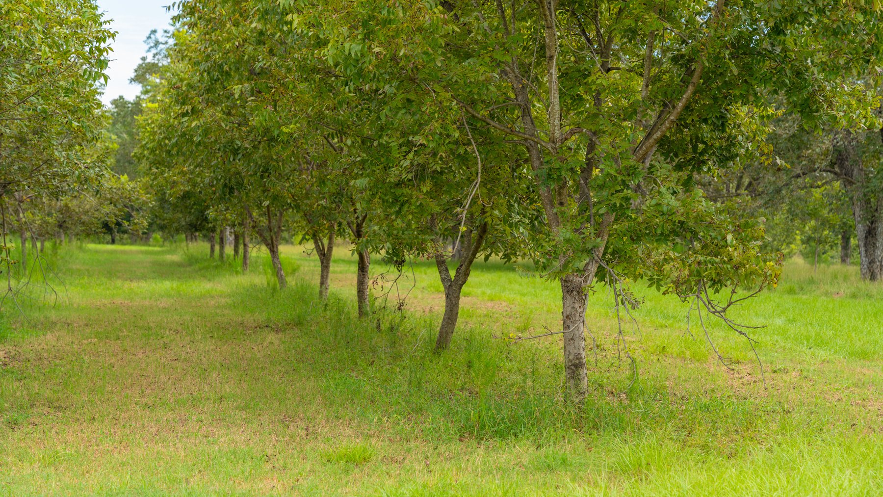 Image for 1,181± Acres - Patten Orchard - Premium Irrigated Pecan Operation - Long-Term Orchard Income w/ Improvements - Merchantable Timber Stand & Creek Frontage