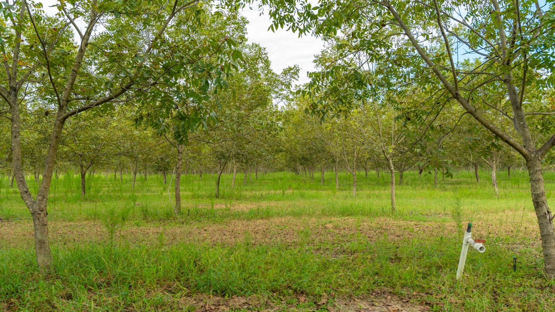 Image for 1,181± Acres - Patten Orchard - Premium Irrigated Pecan Operation - Long-Term Orchard Income w/ Improvements - Merchantable Timber Stand & Creek Frontage