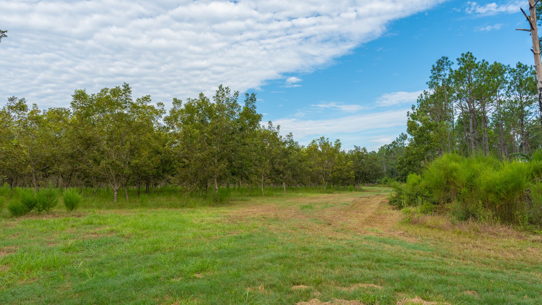 Image for 1,181± Acres - Patten Orchard - Premium Irrigated Pecan Operation - Long-Term Orchard Income w/ Improvements - Merchantable Timber Stand & Creek Frontage