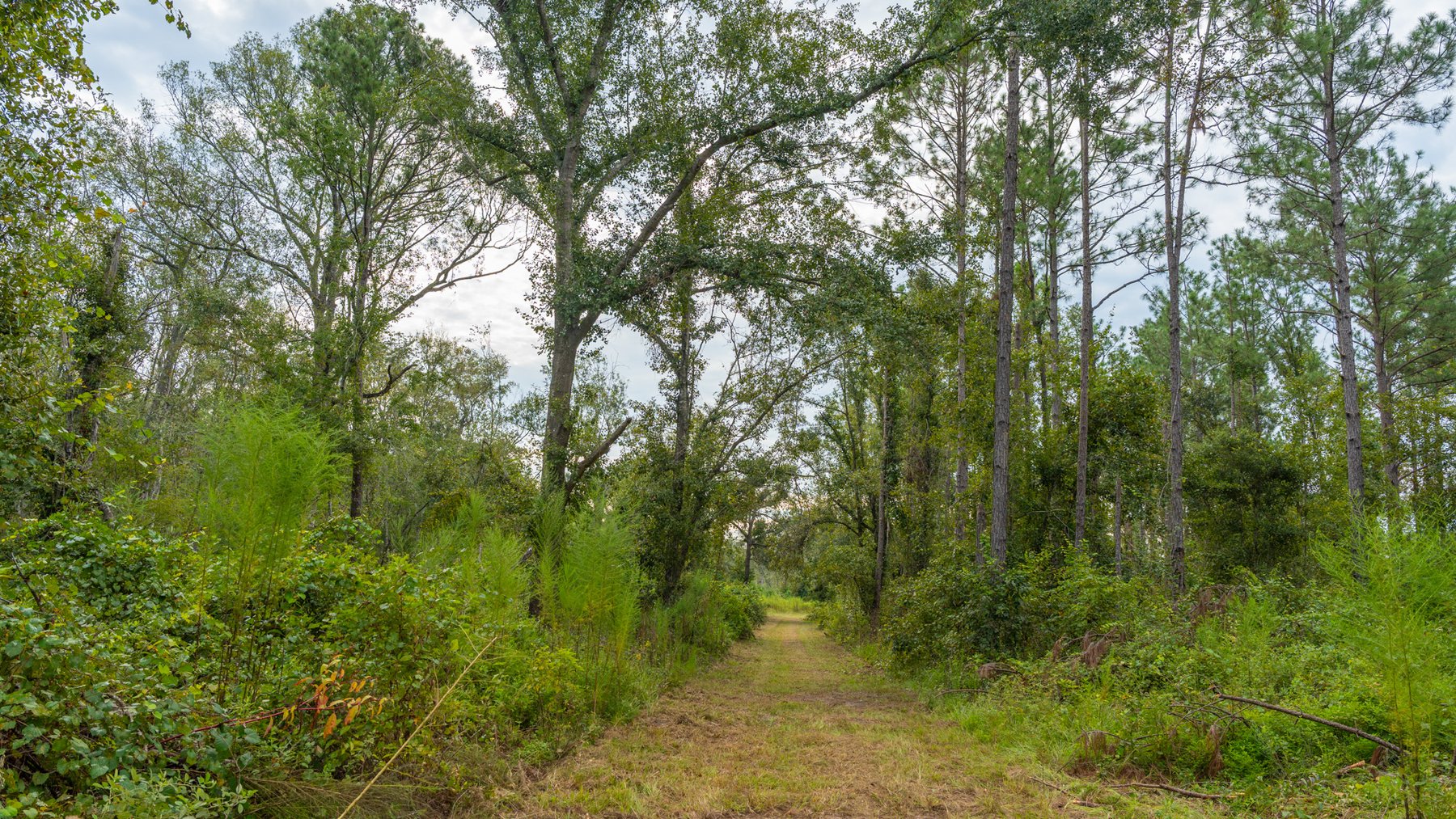 Image for 1,181± Acres - Patten Orchard - Premium Irrigated Pecan Operation - Long-Term Orchard Income w/ Improvements - Merchantable Timber Stand & Creek Frontage