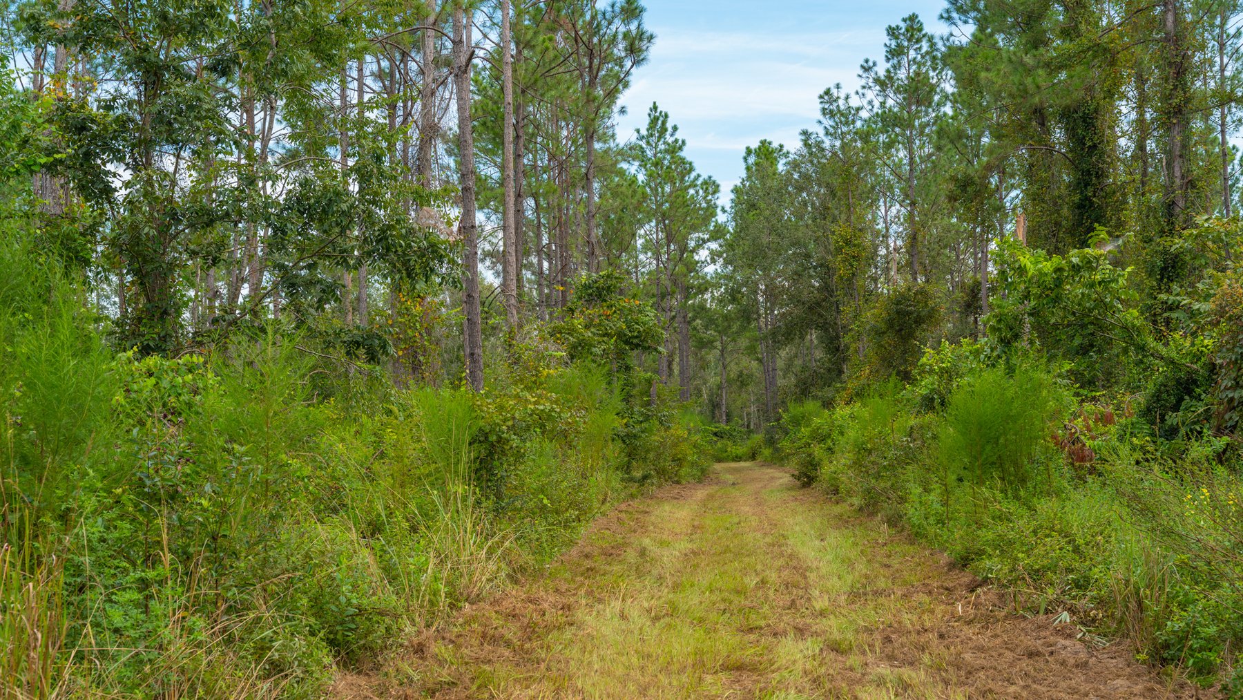 Image for 1,181± Acres - Patten Orchard - Premium Irrigated Pecan Operation - Long-Term Orchard Income w/ Improvements - Merchantable Timber Stand & Creek Frontage