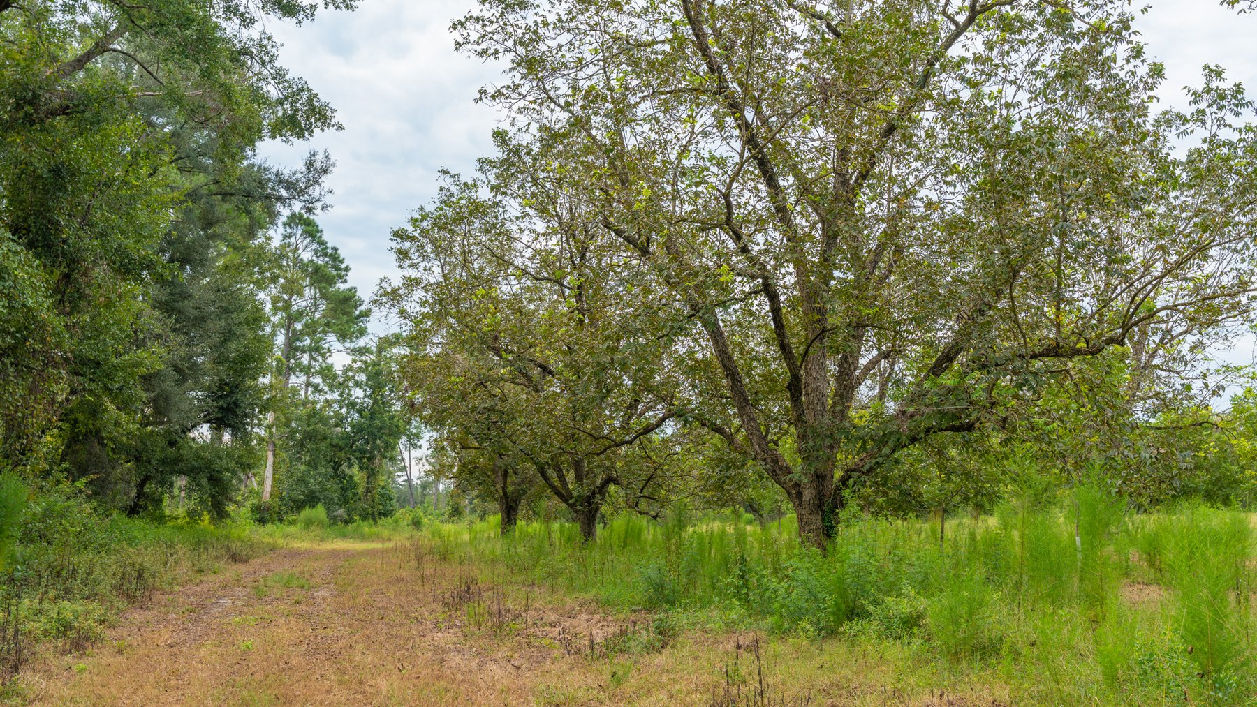 Image for 1,181± Acres - Patten Orchard - Premium Irrigated Pecan Operation - Long-Term Orchard Income w/ Improvements - Merchantable Timber Stand & Creek Frontage