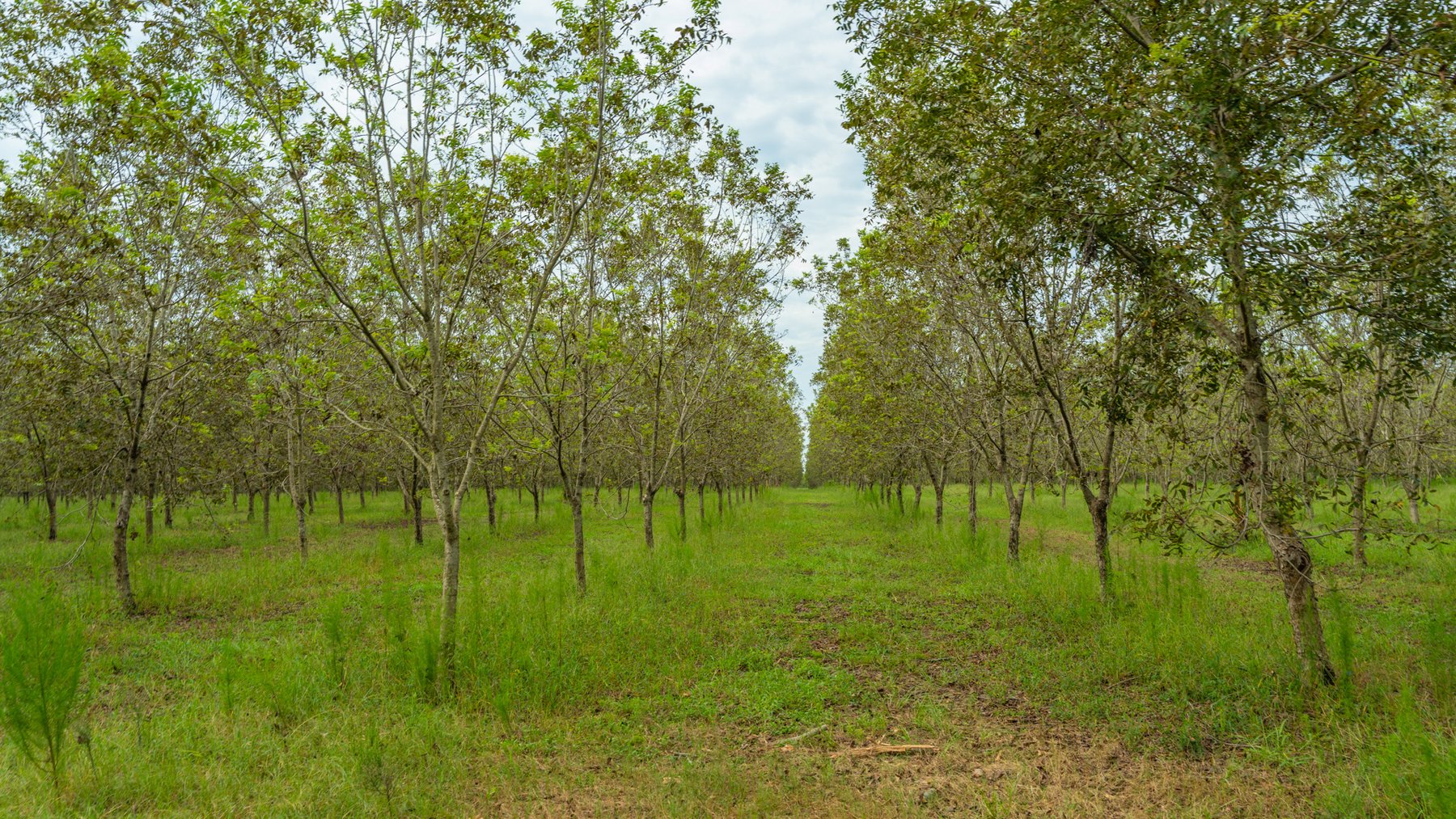 Image for 1,181± Acres - Patten Orchard - Premium Irrigated Pecan Operation - Long-Term Orchard Income w/ Improvements - Merchantable Timber Stand & Creek Frontage
