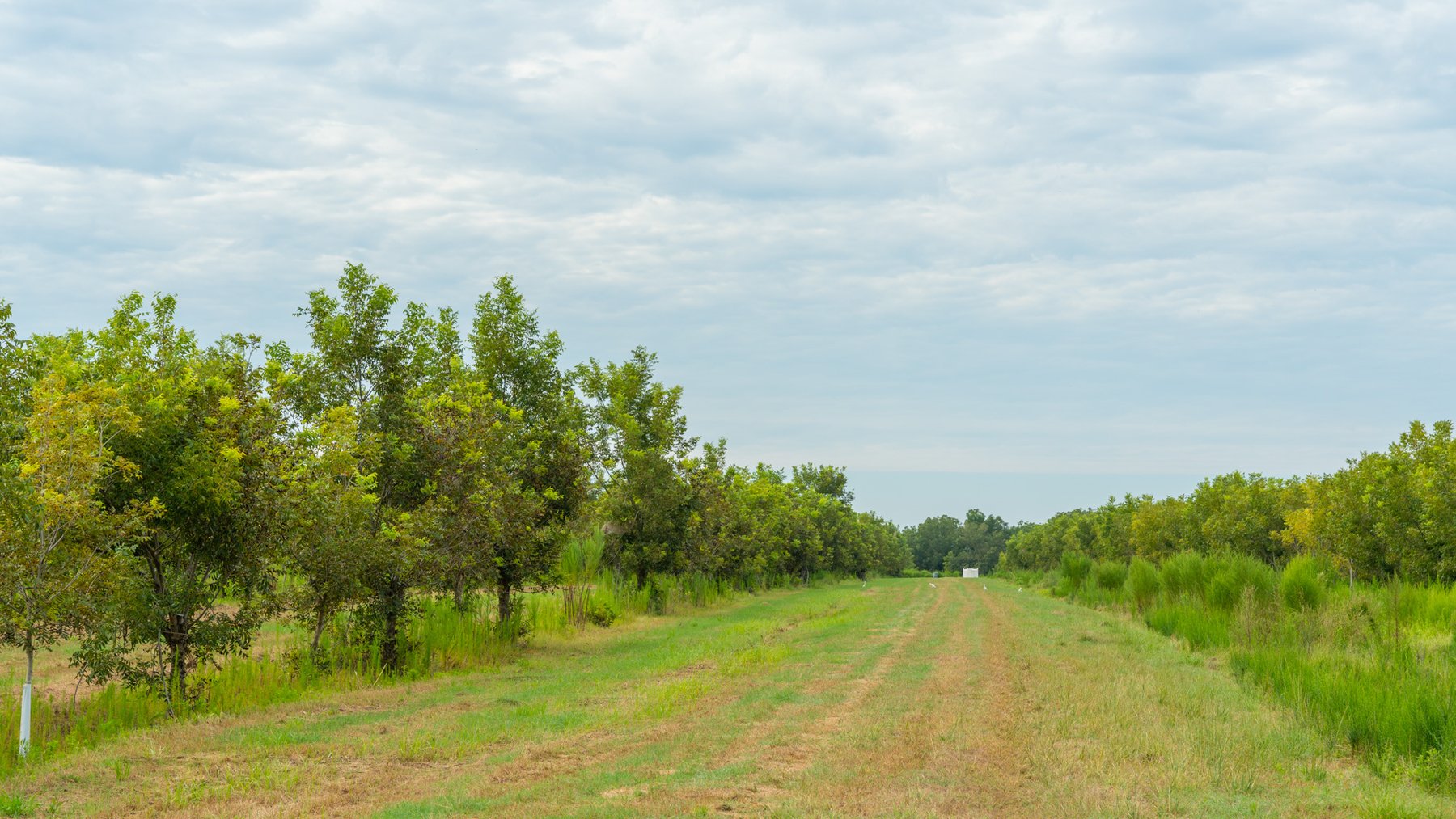 Image for 1,181± Acres - Patten Orchard - Premium Irrigated Pecan Operation - Long-Term Orchard Income w/ Improvements - Merchantable Timber Stand & Creek Frontage