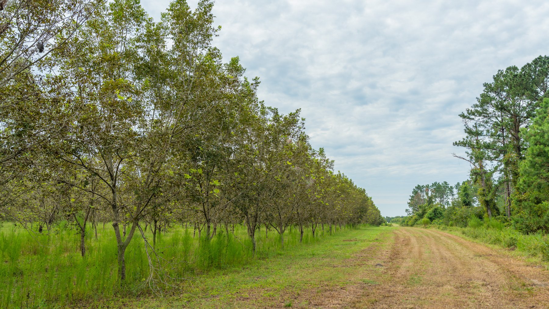Image for 1,181± Acres - Patten Orchard - Premium Irrigated Pecan Operation - Long-Term Orchard Income w/ Improvements - Merchantable Timber Stand & Creek Frontage