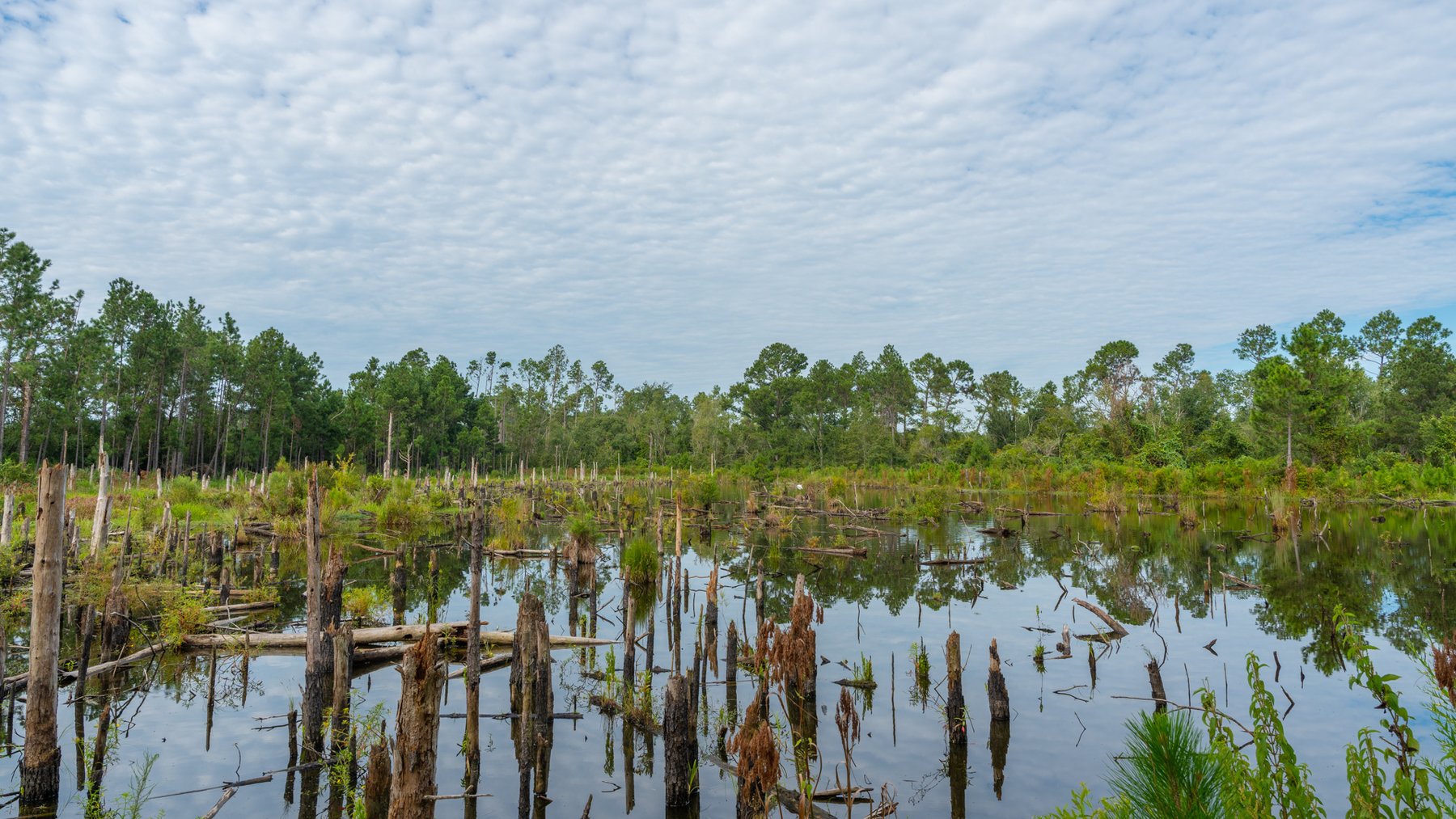 Image for 1,181± Acres - Patten Orchard - Premium Irrigated Pecan Operation - Long-Term Orchard Income w/ Improvements - Merchantable Timber Stand & Creek Frontage