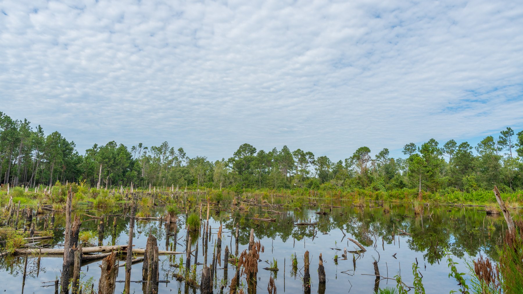 Image for 1,181± Acres - Patten Orchard - Premium Irrigated Pecan Operation - Long-Term Orchard Income w/ Improvements - Merchantable Timber Stand & Creek Frontage
