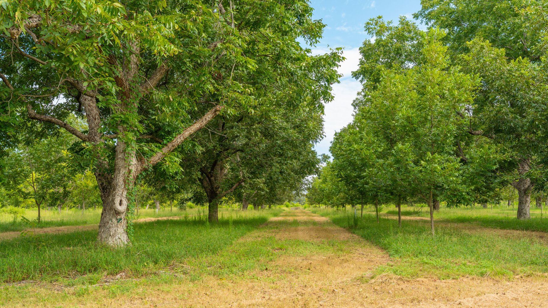 Image for 1,181± Acres - Patten Orchard - Premium Irrigated Pecan Operation - Long-Term Orchard Income w/ Improvements - Merchantable Timber Stand & Creek Frontage