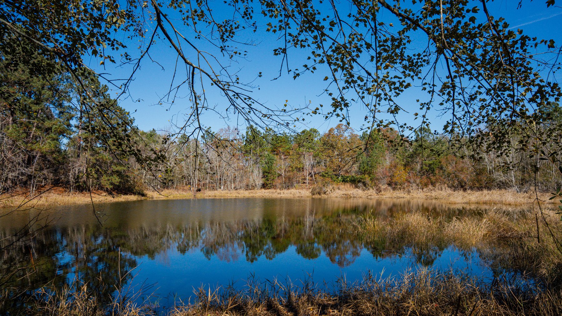 Image for Swallow Lane Farm - 157± Acres - Irwin County, Georgia - Income-Producing Row Crop Farmland & Recreational Retreat