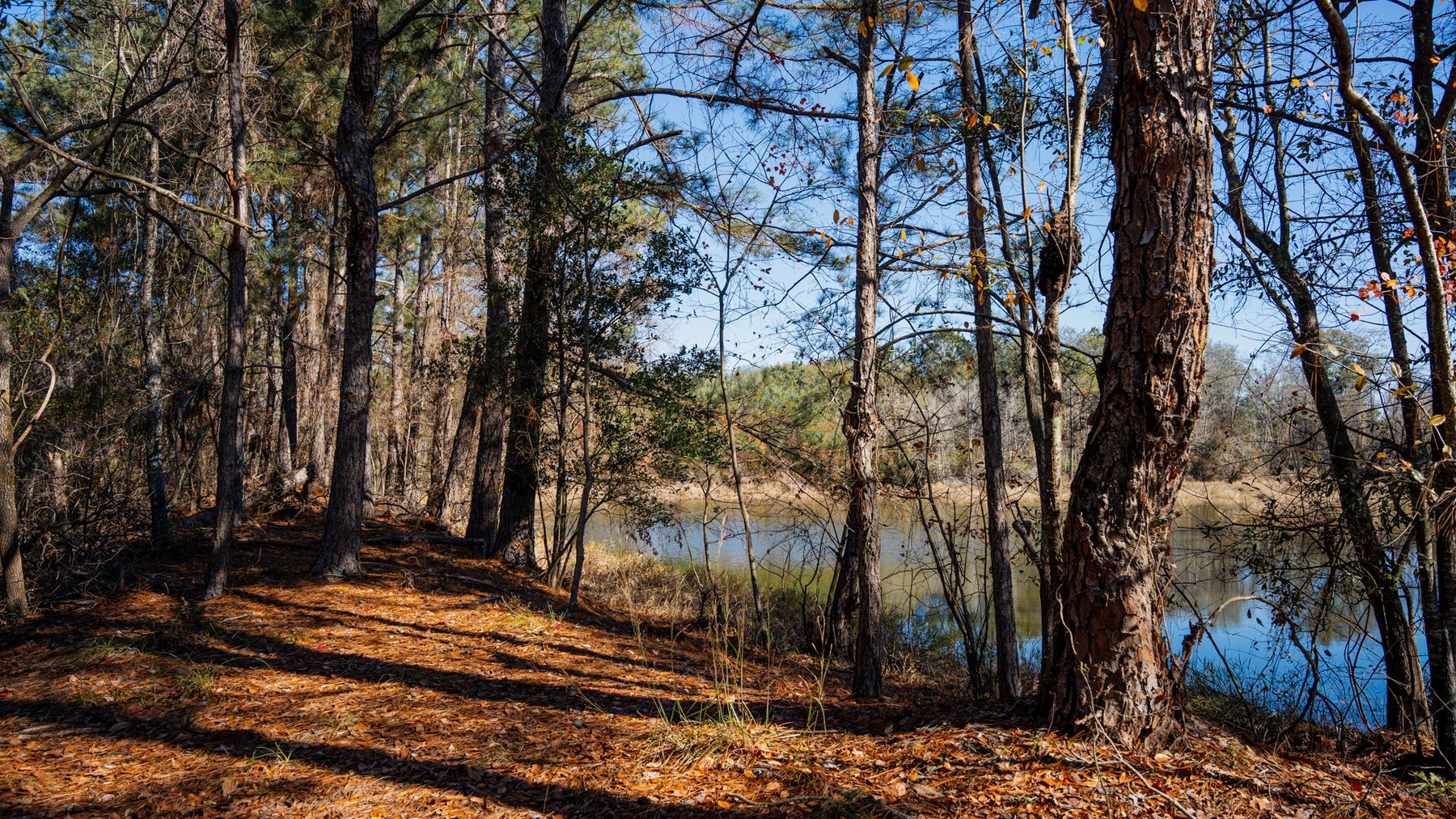 Image for Swallow Lane Farm - 157± Acres - Irwin County, Georgia - Income-Producing Row Crop Farmland & Recreational Retreat