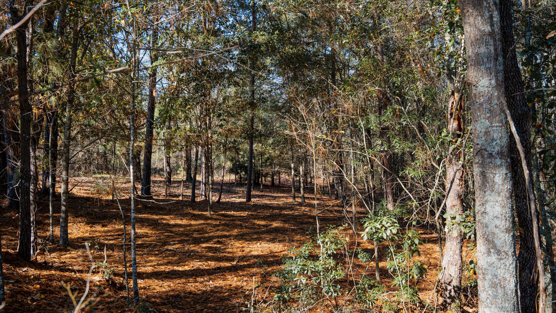 Image for Swallow Lane Farm - 157± Acres - Irwin County, Georgia - Income-Producing Row Crop Farmland & Recreational Retreat