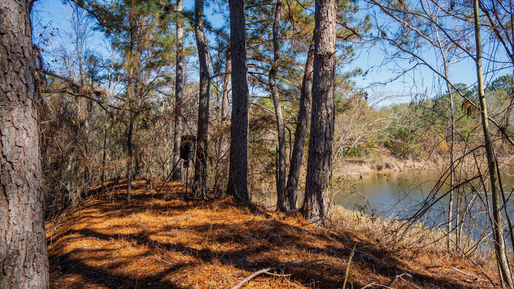 Image for Swallow Lane Farm - 157± Acres - Irwin County, Georgia - Income-Producing Row Crop Farmland & Recreational Retreat
