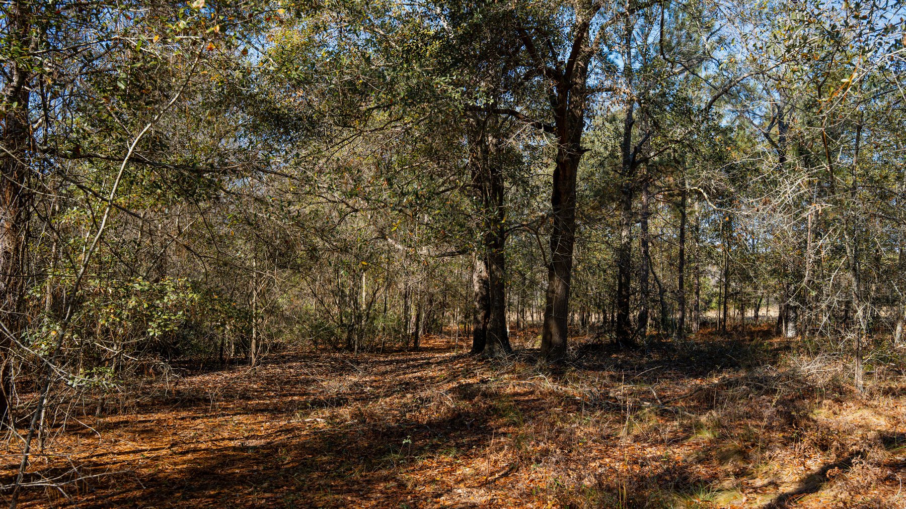 Image for Swallow Lane Farm - 157± Acres - Irwin County, Georgia - Income-Producing Row Crop Farmland & Recreational Retreat