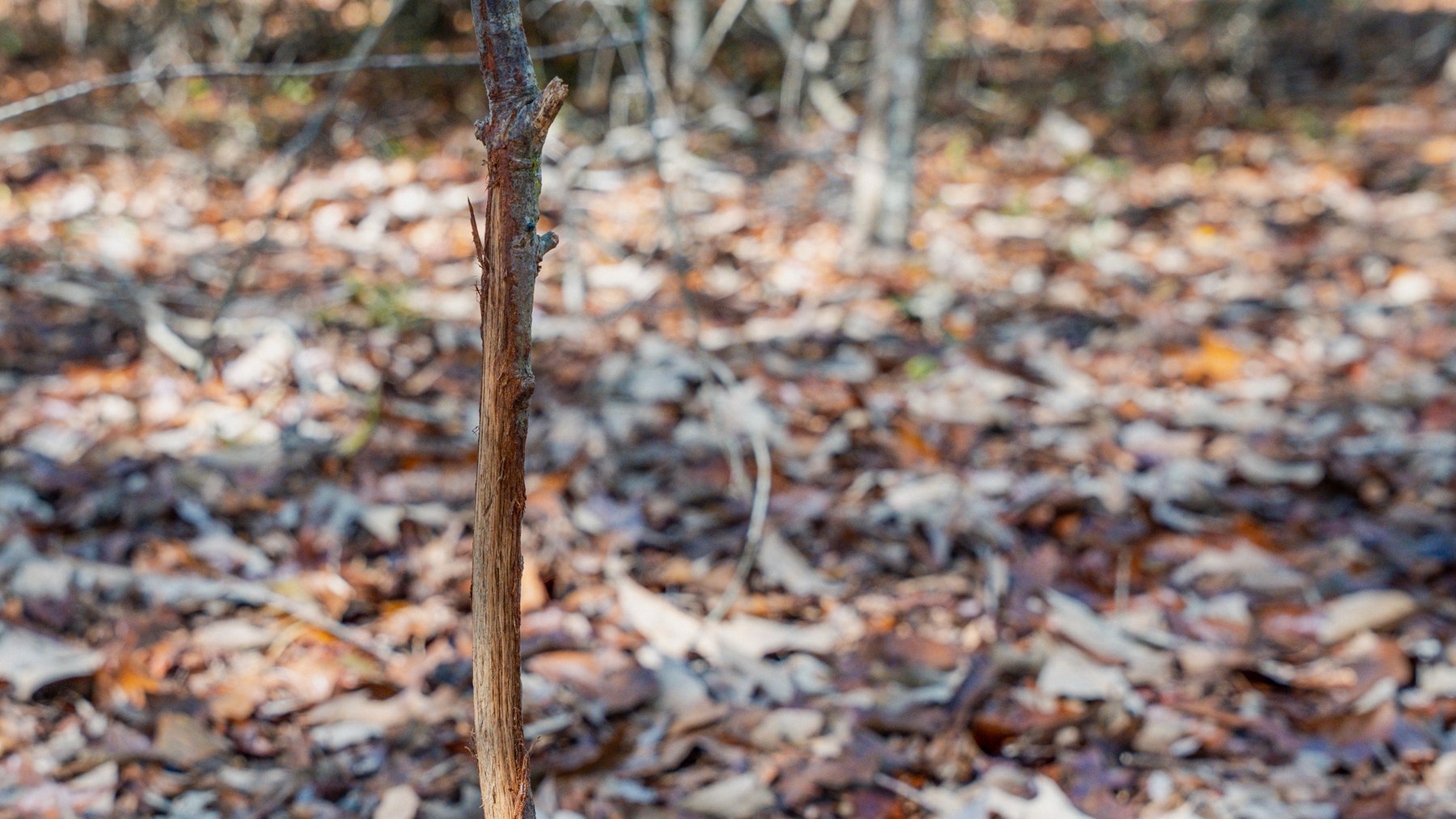 Image for Swallow Lane Farm - 157± Acres - Irwin County, Georgia - Income-Producing Row Crop Farmland & Recreational Retreat