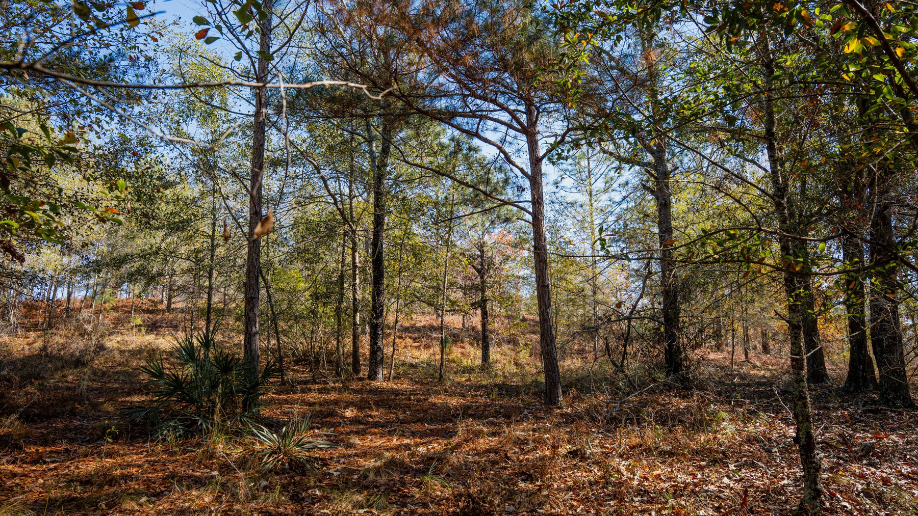 Image for Swallow Lane Farm - 157± Acres - Irwin County, Georgia - Income-Producing Row Crop Farmland & Recreational Retreat