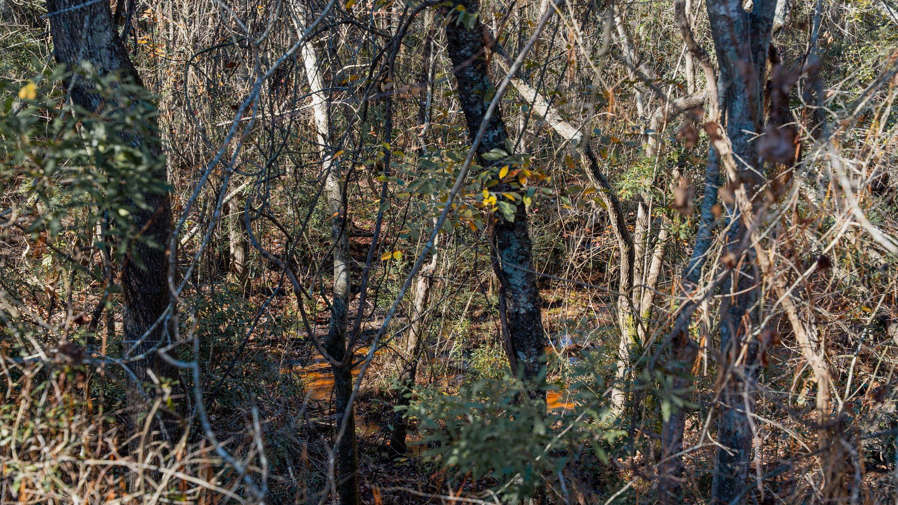 Image for Swallow Lane Farm - 157± Acres - Irwin County, Georgia - Income-Producing Row Crop Farmland & Recreational Retreat